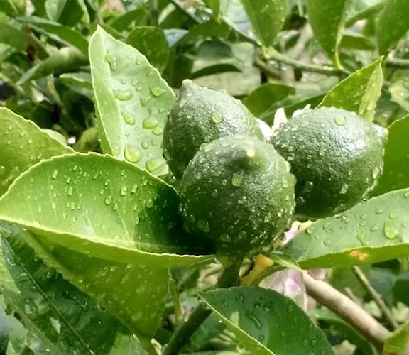 Aparthotel Sailor Alanya