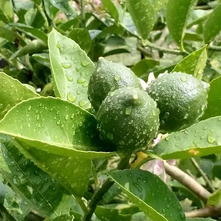 Aparthotel Sailor Alanya